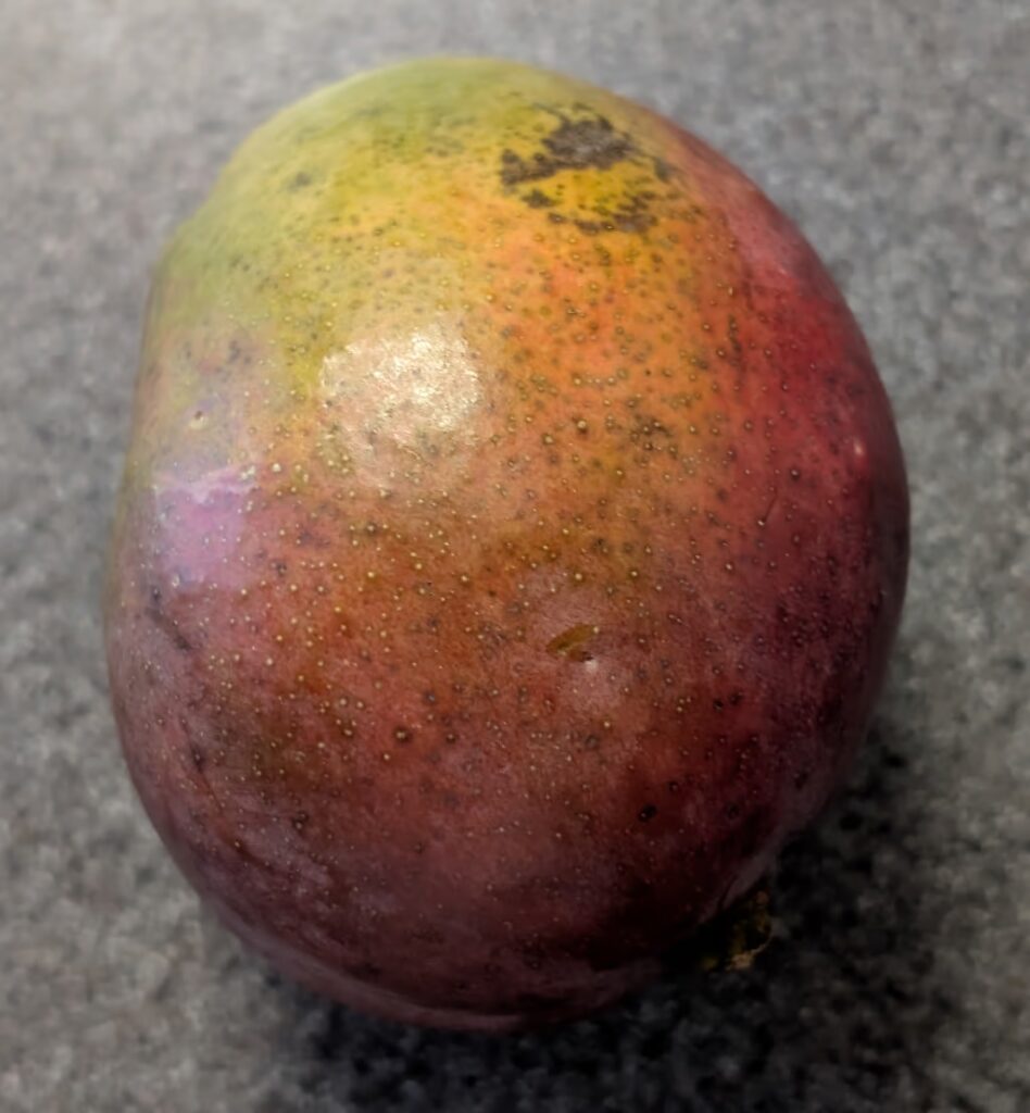 A Kent mango (looks basically the same unripe or ripened)